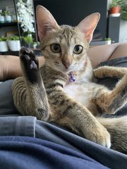 Anggun - Ocicat + Singapura Cat