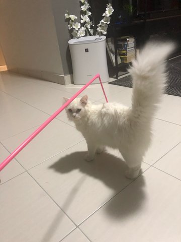 Pretty - Turkish Angora Cat