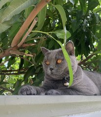 Susu - British Shorthair Cat