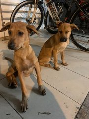 Mango &amp; Sunny - Mixed Breed Dog