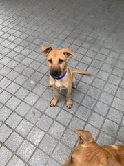 Mango &amp; Sunny - Mixed Breed Dog