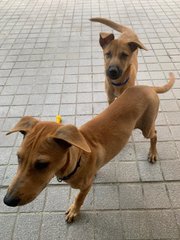 Mango &amp; Sunny - Mixed Breed Dog