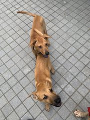 Mango &amp; Sunny - Mixed Breed Dog