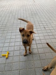 Mango &amp; Sunny - Mixed Breed Dog