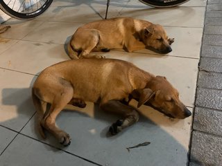 Mango &amp; Sunny - Mixed Breed Dog