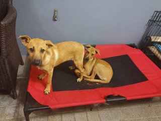 Mango &amp; Sunny - Mixed Breed Dog