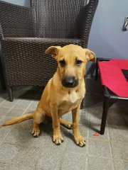 Mango &amp; Sunny - Mixed Breed Dog