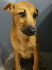 Mango &amp; Sunny - Mixed Breed Dog