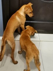 Mango &amp; Sunny - Mixed Breed Dog