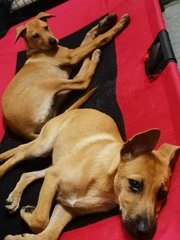 Mango &amp; Sunny - Mixed Breed Dog