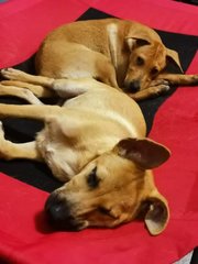 Mango &amp; Sunny - Mixed Breed Dog