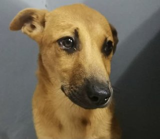 Mango &amp; Sunny - Mixed Breed Dog