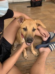 Mango &amp; Sunny - Mixed Breed Dog