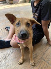 Mango &amp; Sunny - Mixed Breed Dog