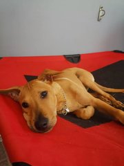 Mango &amp; Sunny - Mixed Breed Dog