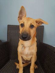 Mango &amp; Sunny - Mixed Breed Dog