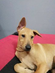 Mango &amp; Sunny - Mixed Breed Dog