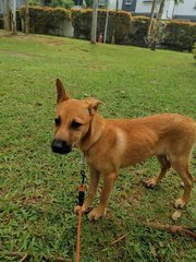 Mango &amp; Sunny - Mixed Breed Dog