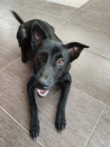 Coco - Mixed Breed Dog