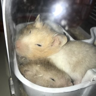 Miss Chungus - Syrian / Golden Hamster Hamster