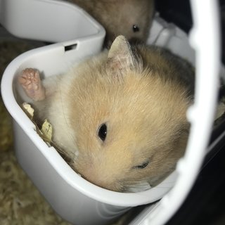 Miss Chungus - Syrian / Golden Hamster Hamster