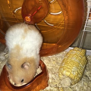 Miss Chungus - Syrian / Golden Hamster Hamster