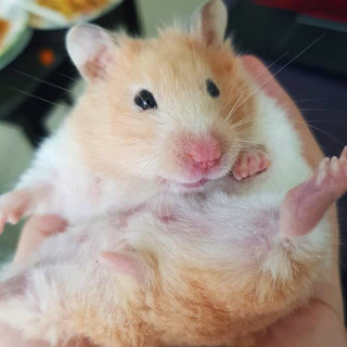 Miss Chungus - Syrian / Golden Hamster Hamster