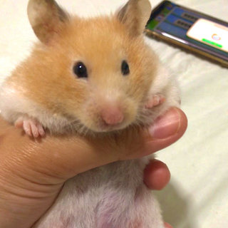 Miss Chungus - Syrian / Golden Hamster Hamster