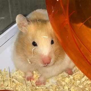 Miss Chungus - Syrian / Golden Hamster Hamster