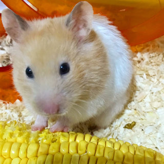 Miss Chungus - Syrian / Golden Hamster Hamster