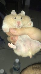 Miss Chungus - Syrian / Golden Hamster Hamster