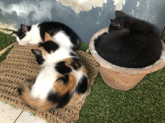 Jerry, Tom And Snow White - Domestic Medium Hair Cat