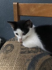 Jerry, Tom And Snow White - Domestic Medium Hair Cat