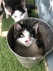 Jerry, Tom And Snow White - Domestic Medium Hair Cat