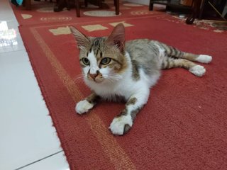 Comot - Domestic Short Hair Cat