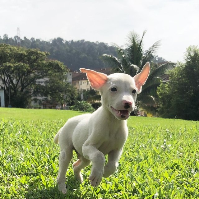 Udon - Mixed Breed Dog