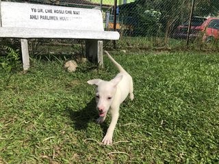 Udon - Mixed Breed Dog