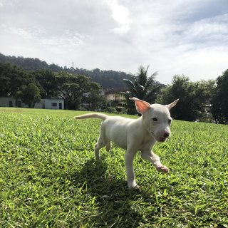 Udon - Mixed Breed Dog