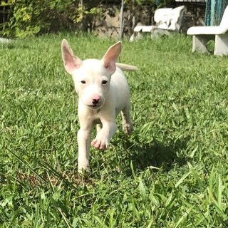 Udon - Mixed Breed Dog