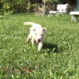 Udon - Mixed Breed Dog