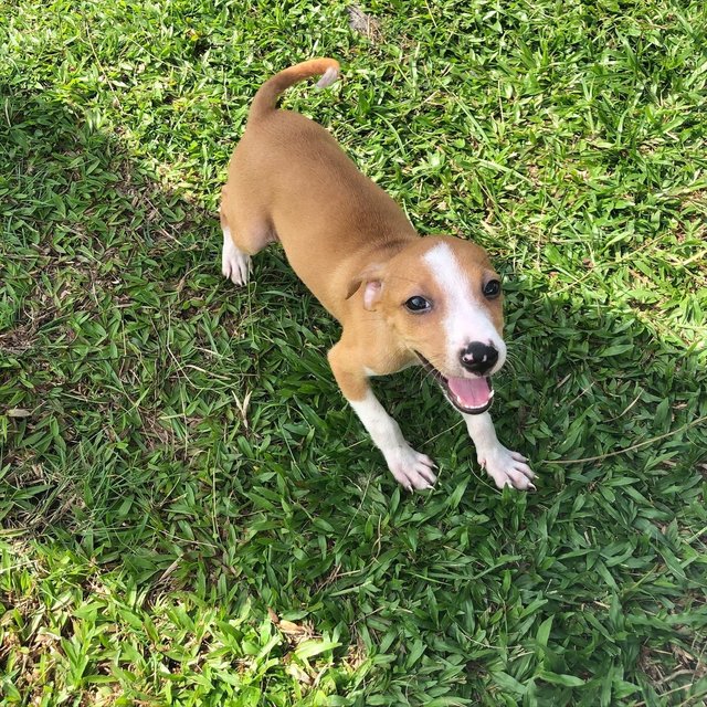 Santa  - Mixed Breed Dog