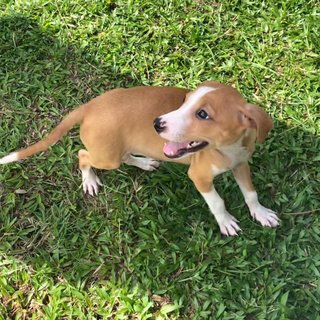 Santa  - Mixed Breed Dog