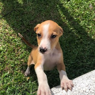 Santa  - Mixed Breed Dog