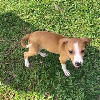 Santa  - Mixed Breed Dog