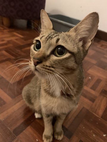 Daisy - Domestic Short Hair Cat