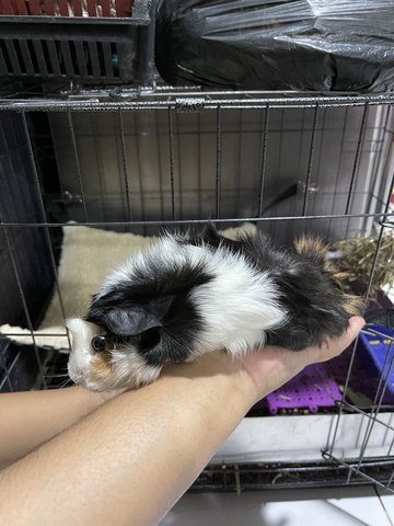 Peter And Jane - Guinea Pig Small & Furry