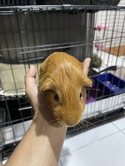 Peter And Jane - Guinea Pig Small & Furry