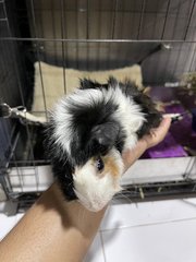 Peter And Jane - Guinea Pig Small & Furry