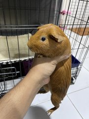 Peter And Jane - Guinea Pig Small & Furry