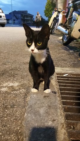 Suzy - Tuxedo Cat